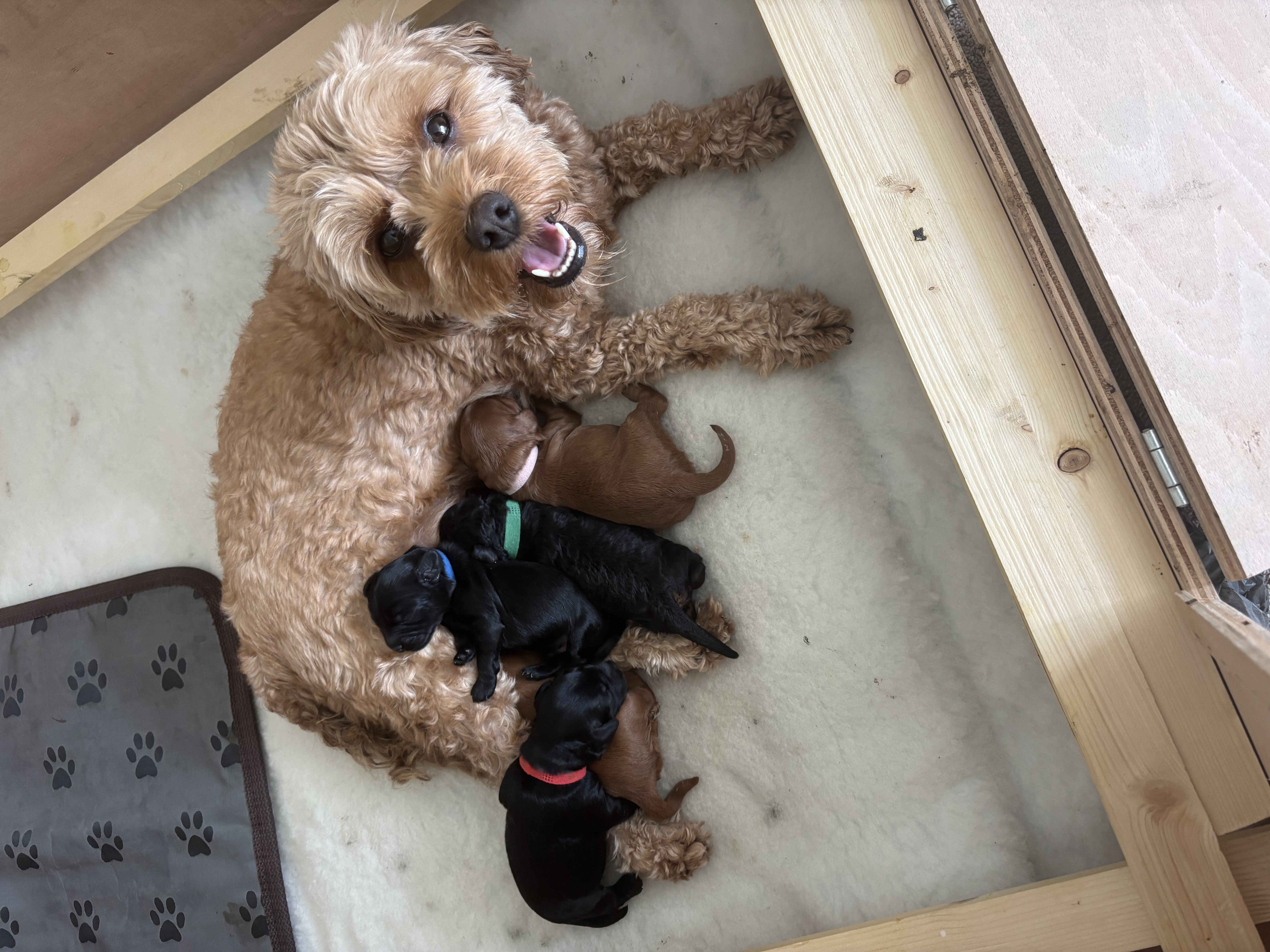 Future breeding parents